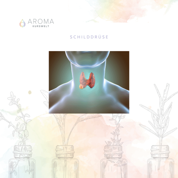 Schilddrüse – Ausdruck, Stabilität & innere Balance