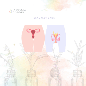 Sexualorgane – Zentrum von Lebensenergie & Identität