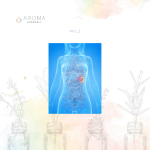 Onlinekurs Milz und ätherische Öle – Immunsystem und innere Balance
